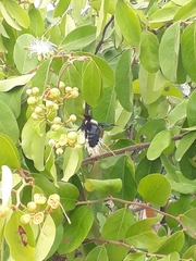 Xylocopa grisescens