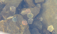 Patiriella regularis