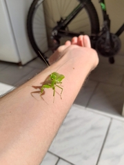 Photiomantis