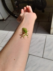 Photiomantis