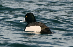 Aythya affinis × collaris