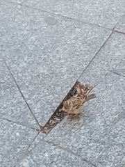 Passer domesticus