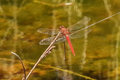 Rhodothemis lieftincki