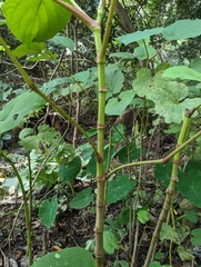 Piper auritum
