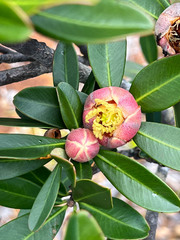 Montrouziera sphaeroidea