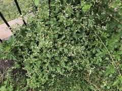 Galinsoga quadriradiata