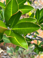 Montrouziera sphaeroidea