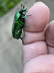 Ischiopsopha wallacei