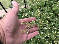 Galinsoga quadriradiata