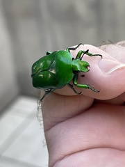 Ischiopsopha wallacei