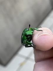 Ischiopsopha wallacei