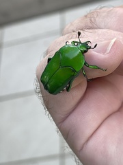 Ischiopsopha wallacei