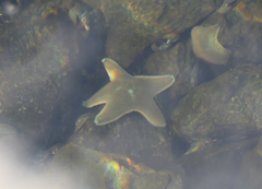 Patiriella regularis