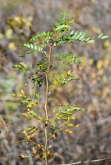Gleditsia aquatica
