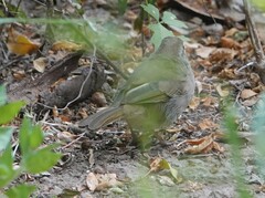 Arremonops rufivirgatus