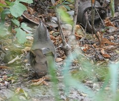 Arremonops rufivirgatus