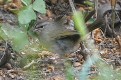 Arremonops rufivirgatus