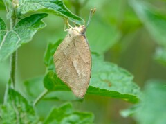 Abaeis mexicana