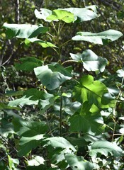 Populus heterophylla