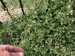 Galinsoga quadriradiata