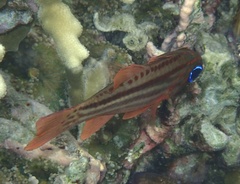 Ostorhinchus compressus