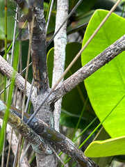 Garcinia amplexicaulis