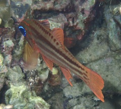 Ostorhinchus compressus