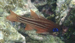 Ostorhinchus compressus