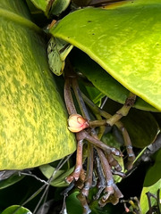Garcinia amplexicaulis