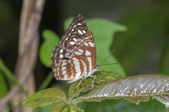 Phaedyma columella singa