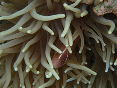 Amphiprion perideraion