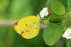 Pyrisitia dina