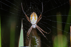 Argiope catenulata
