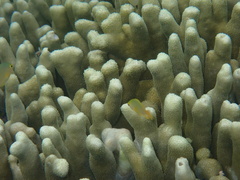 Porites cylindrica