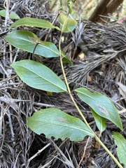 Dubautia latifolia