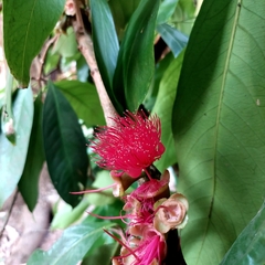 Syzygium malaccense