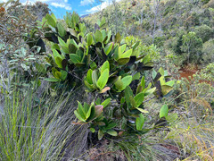 Garcinia amplexicaulis