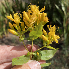 Hypericum canariense