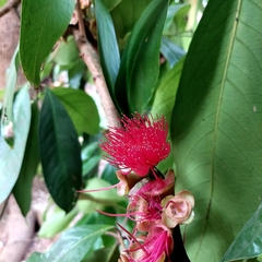 Syzygium malaccense