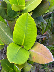 Garcinia amplexicaulis