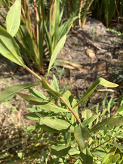 Hypericum canariense