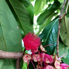 Syzygium malaccense