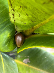Garcinia amplexicaulis