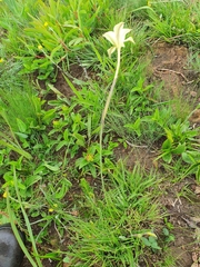Gladiolus longicollis
