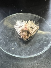 Megalopyge