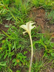 Gladiolus longicollis
