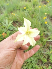 Gladiolus longicollis