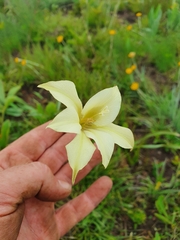 Gladiolus longicollis