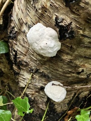 Reticularia lycoperdon