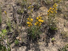 Berkheya herbacea